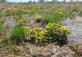 Caltha palustris