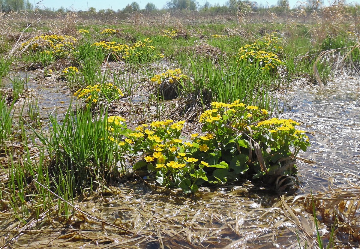 Изображение особи Caltha palustris.