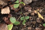 Fragaria iinumae