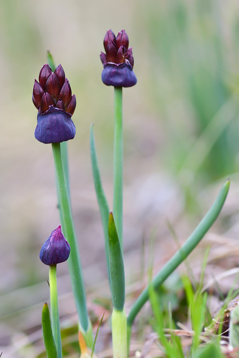 Image of Allium atrosanguineum specimen.