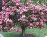 Crataegus &times; media
