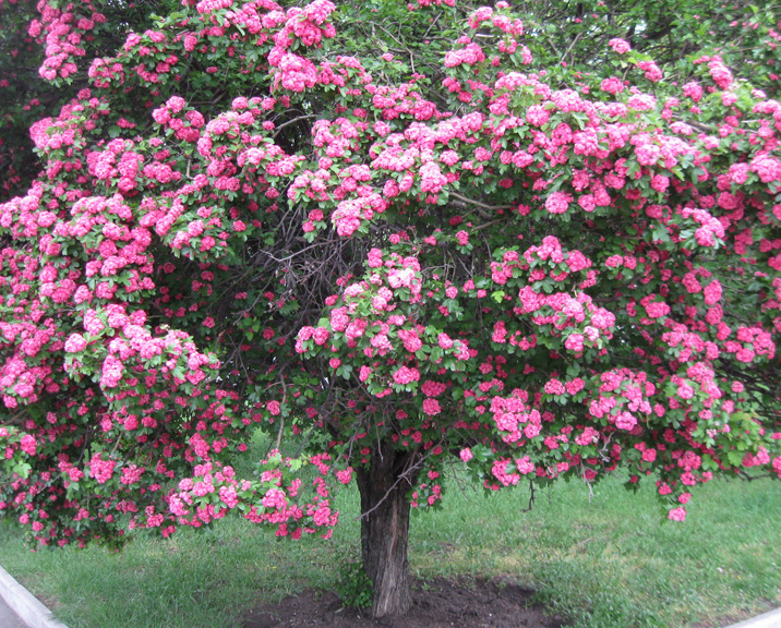 Image of Crataegus &times; media specimen.