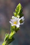 Leptorhabdos parviflora