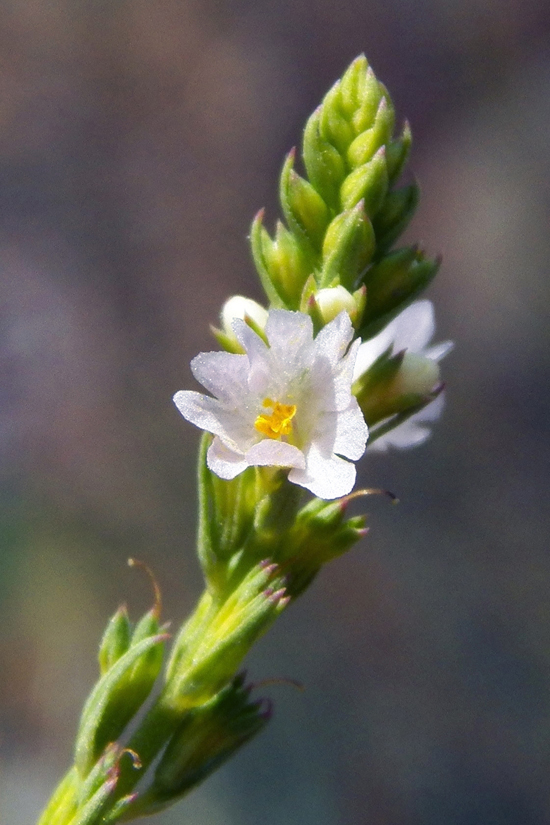 Изображение особи Leptorhabdos parviflora.