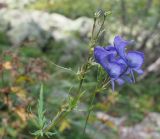 Aconitum nasutum. Цветки и листья. Карачаево-Черкесия, окр. пос. Архыз, долина р. София. 12.09.2018.