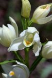 Cephalanthera damasonium