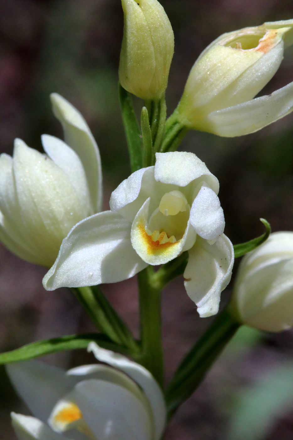 Image of Cephalanthera damasonium specimen.