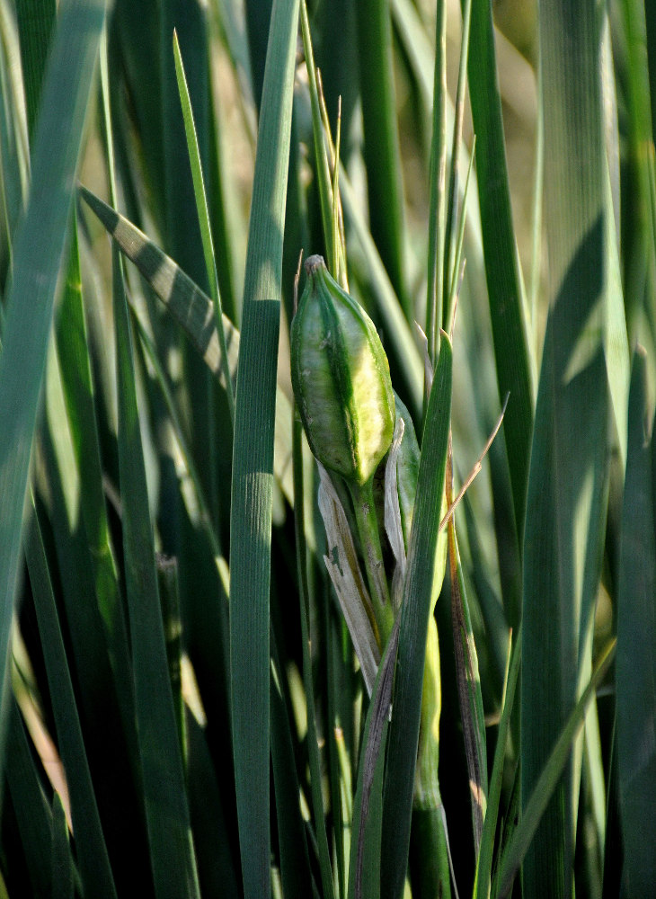 Image of Iris biglumis specimen.