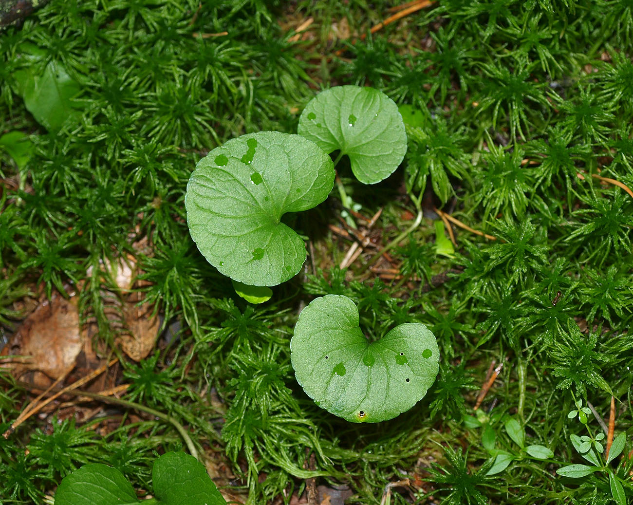 Image of Viola palustris specimen.