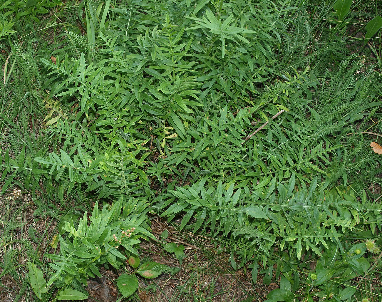 Изображение особи Centaurea scabiosa.