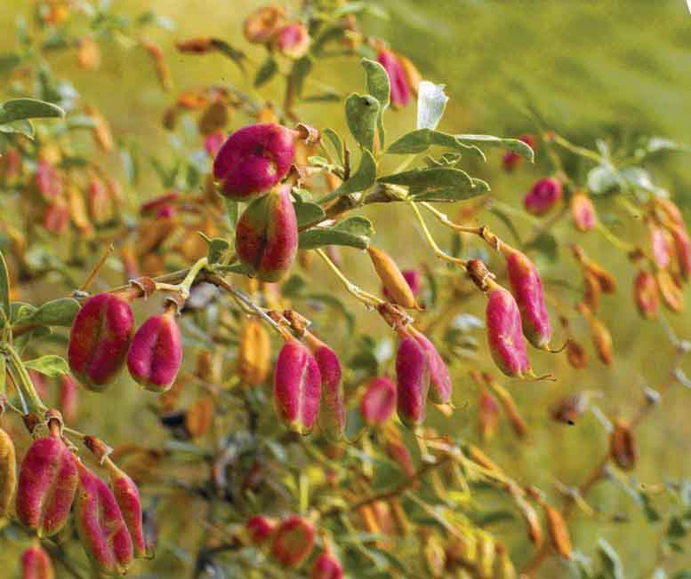 Изображение особи Halimodendron halodendron.