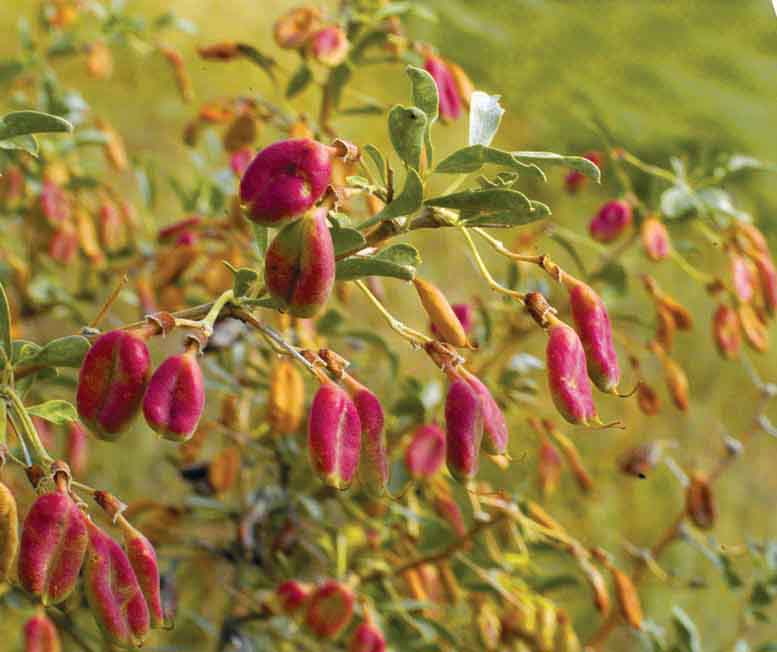 Image of Halimodendron halodendron specimen.