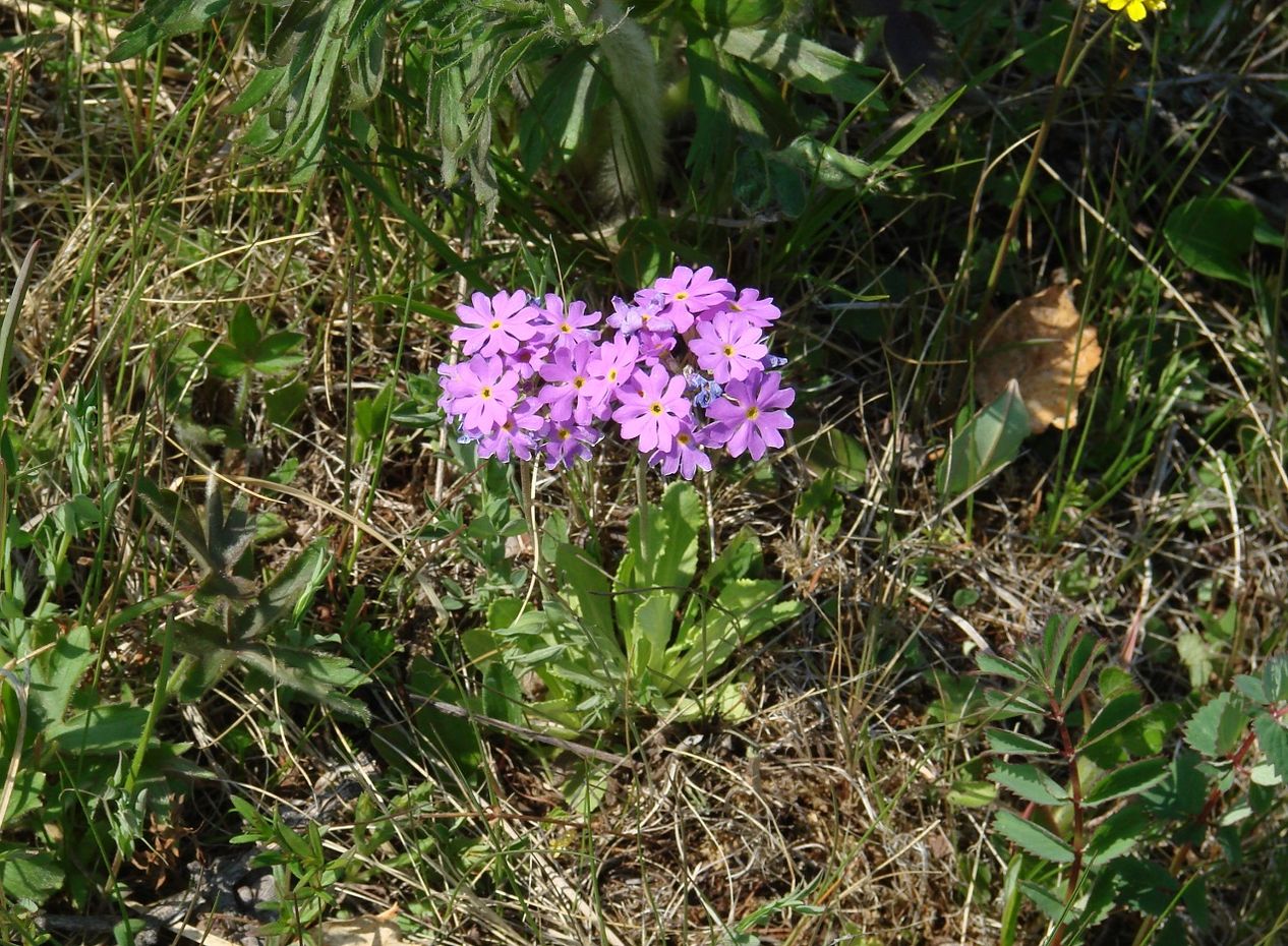 Image of Primula farinosa specimen.