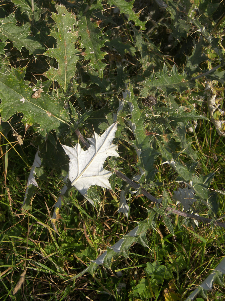 Изображение особи Cirsium euxinum.