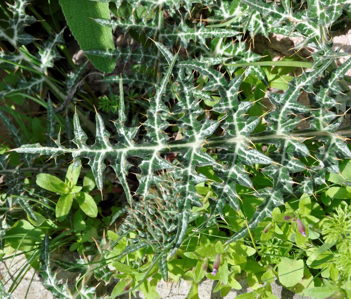 Image of Cynara makrisii specimen.