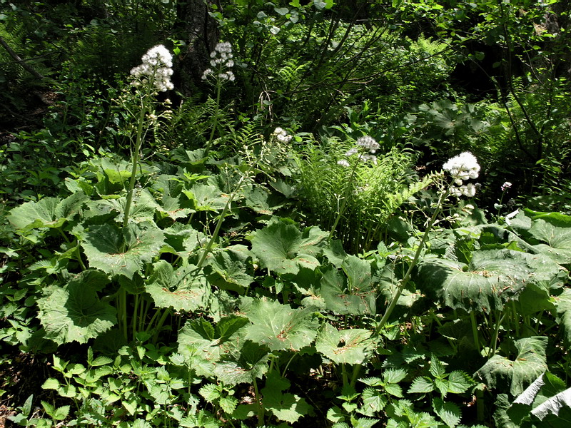 Image of Petasites albus specimen.