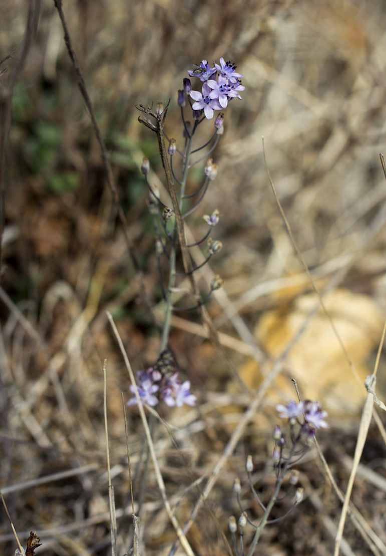 Image of Prospero elisae specimen.