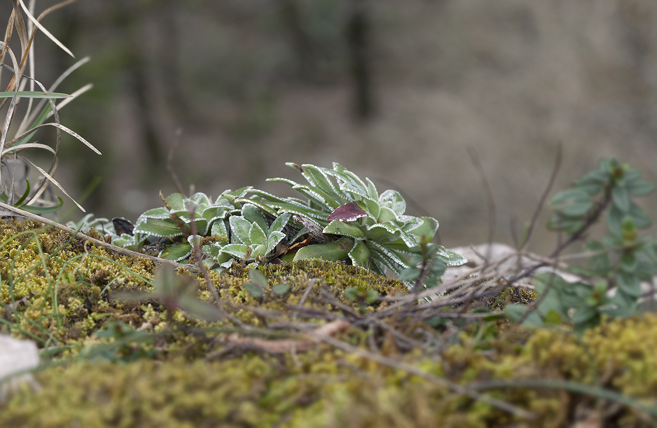 Image of Saxifraga cartilaginea specimen.