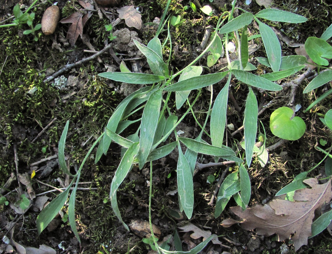 Image of Ranunculus illyricus specimen.