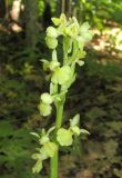 Orchis pallens. Соцветие. Крым, окр. Судака, гора Биюк-Чатал-Кая, дубовый лес. 16 мая 2019 г.