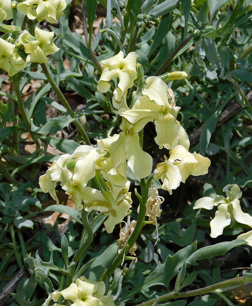 Изображение особи Matthiola odoratissima.