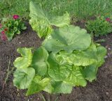 Ligularia sibirica