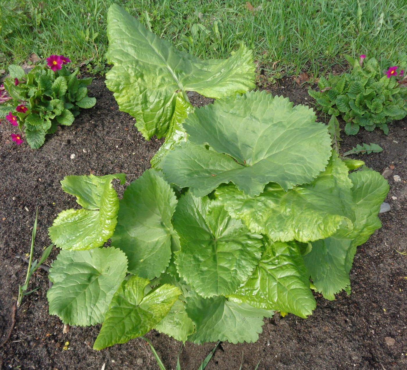 Image of Ligularia sibirica specimen.