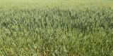 Avena sativa