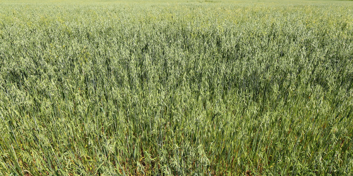 Image of Avena sativa specimen.
