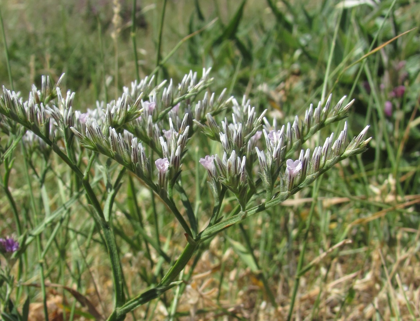 Image of Goniolimon tataricum specimen.