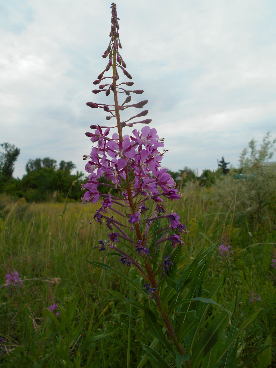 Image of Chamaenerion angustifolium specimen.