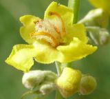 Verbascum lychnitis