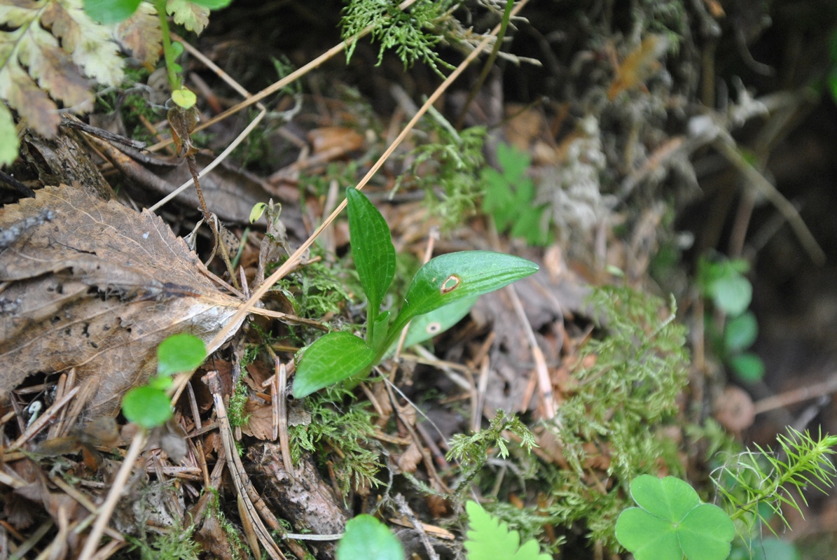 Изображение особи Goodyera repens.