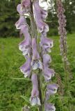 Aconitum leucostomum. Часть соцветия. Алтай, Онгудайский р-н, пер. Семинский, крупнотравный субальпийский луг среди кедрового редколесья. 11 июля 2019 г.