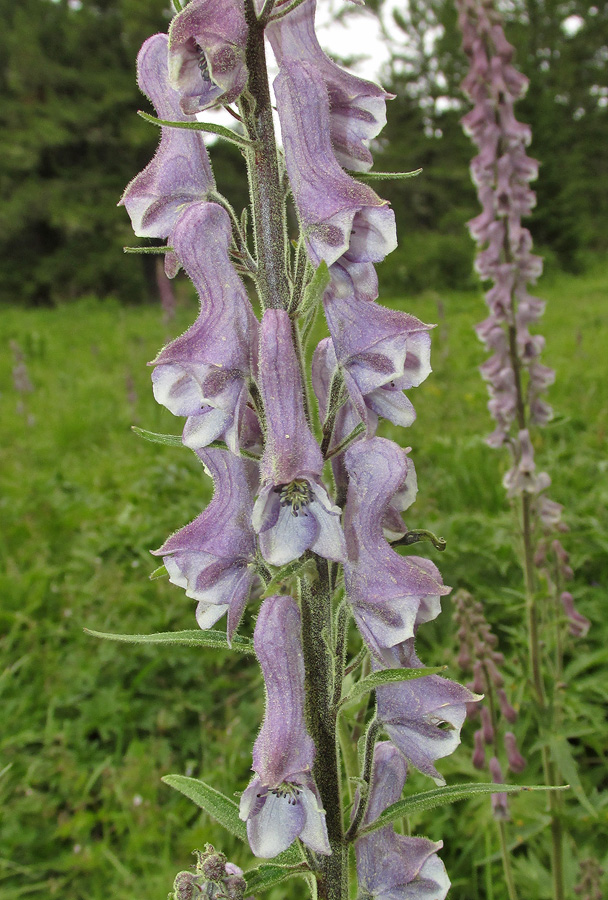 Изображение особи Aconitum leucostomum.