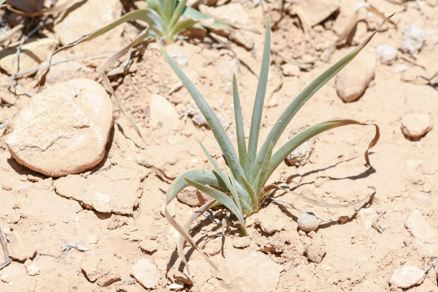 Image of Iris petrana specimen.