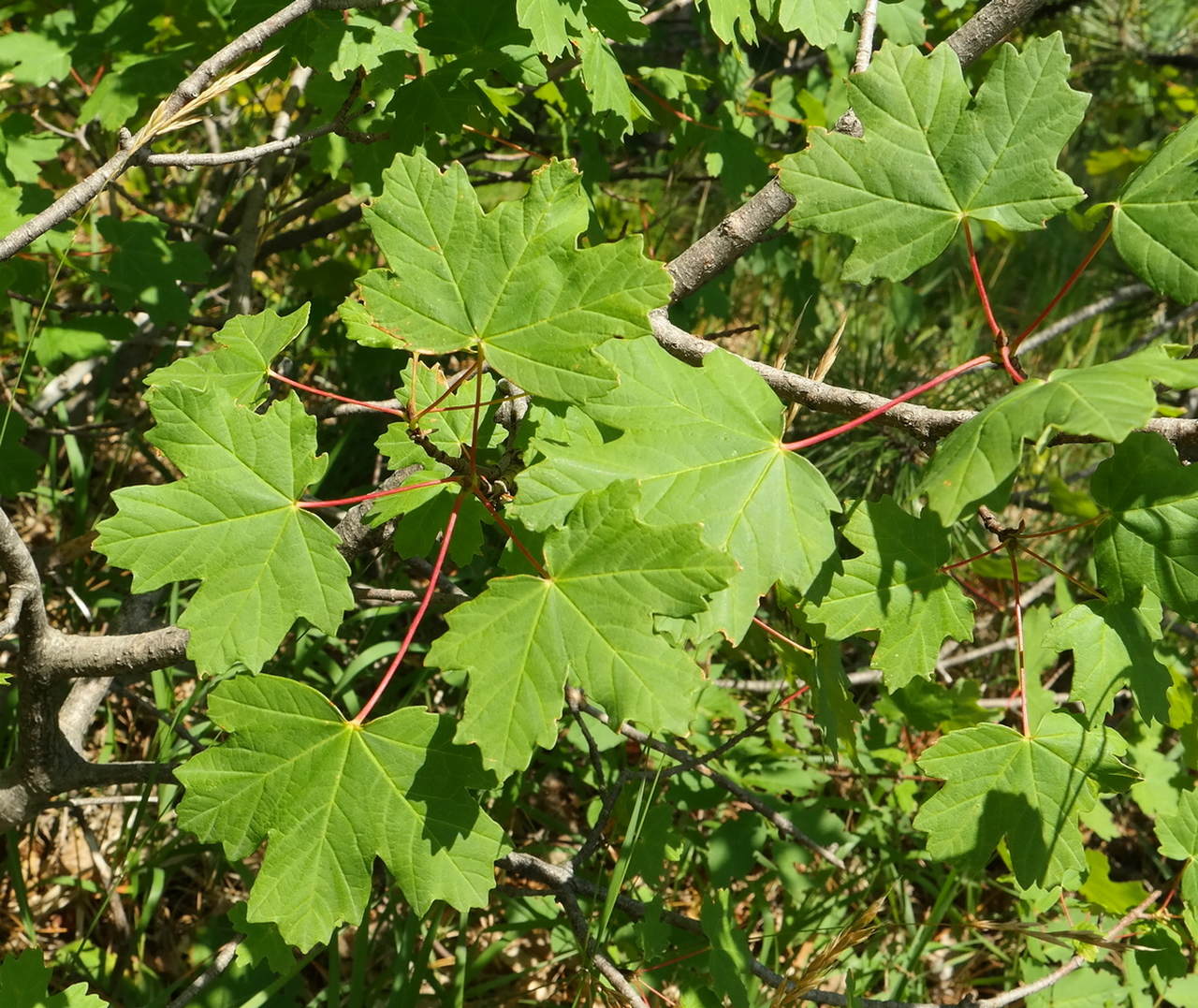 Image of Acer stevenii specimen.