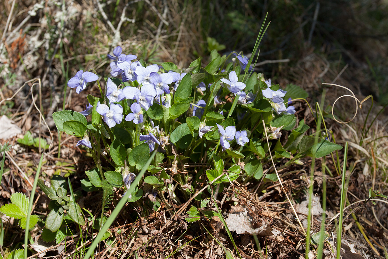 Изображение особи род Viola.