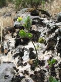 Medicago minima. Верхушка цветущего и плодоносящего растения. Казахстан, Зап. Тянь-Шань, Таласский Алатау, запов. Аксу-Жабаглы, каньон Аксу, ≈ 1600 м н.у.м., известняковые конгломераты на склоне южной экспозиции. 14 июня 2019 г.
