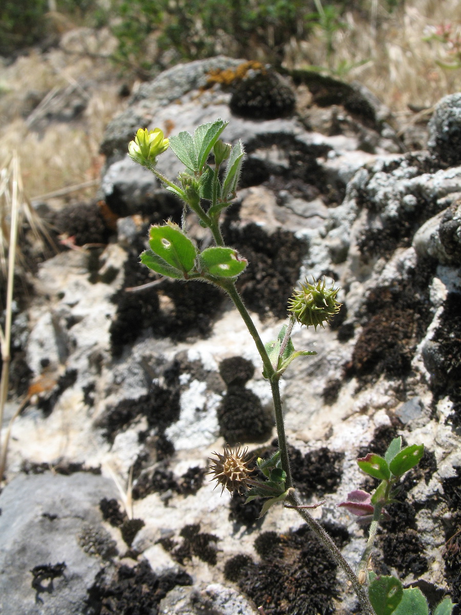 Image of Medicago minima specimen.