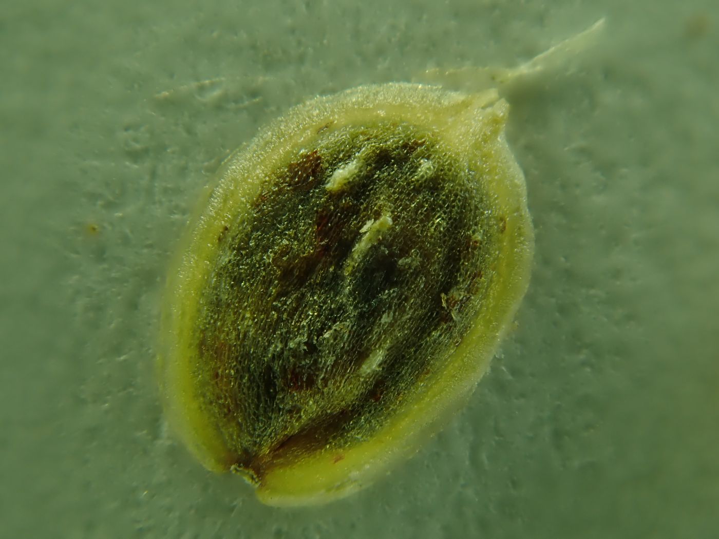 Image of Corispermum chinganicum specimen.