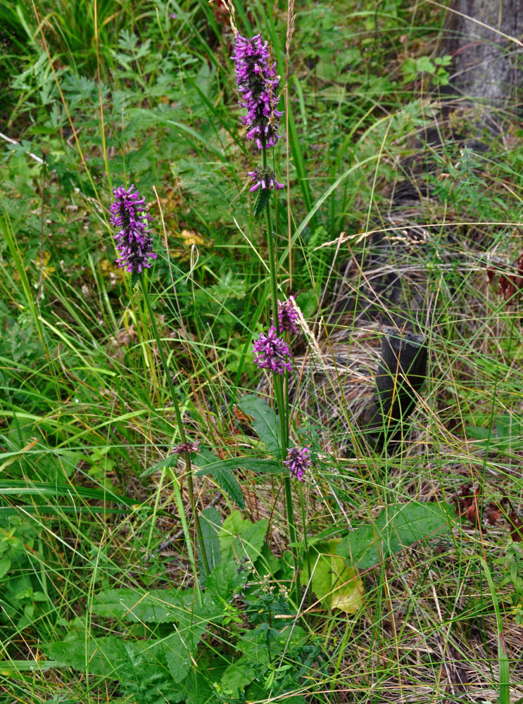 Изображение особи Betonica officinalis.