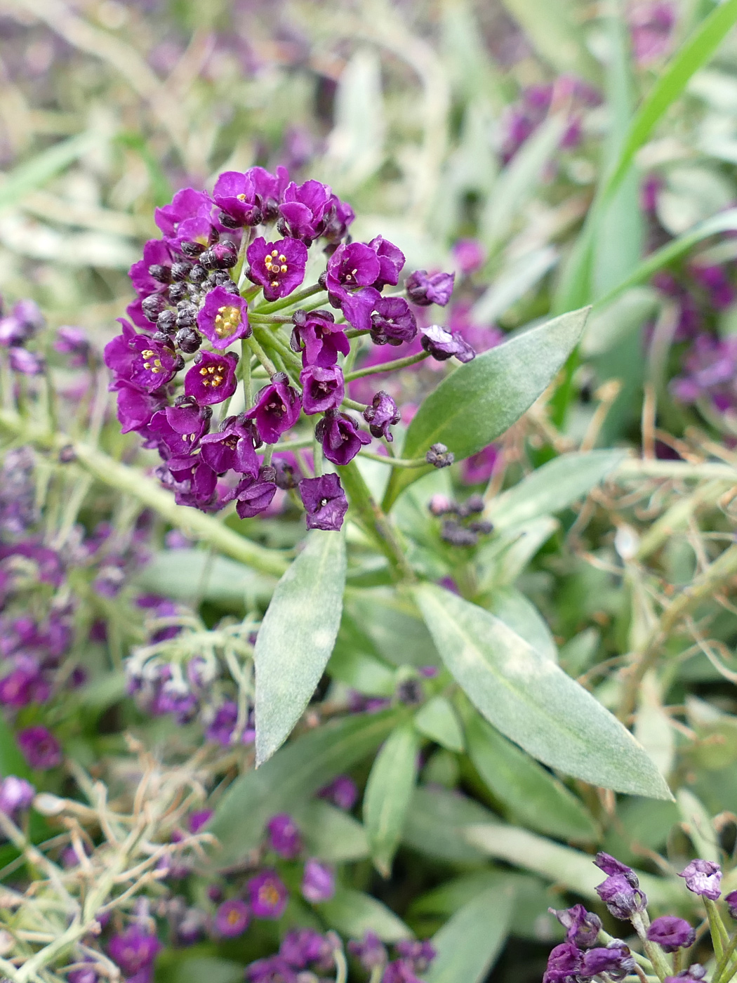 Изображение особи Lobularia maritima.