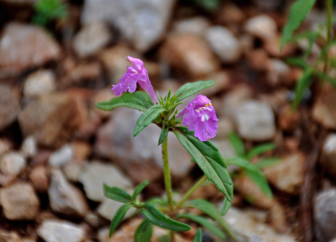 Image of Galeopsis angustifolia specimen.