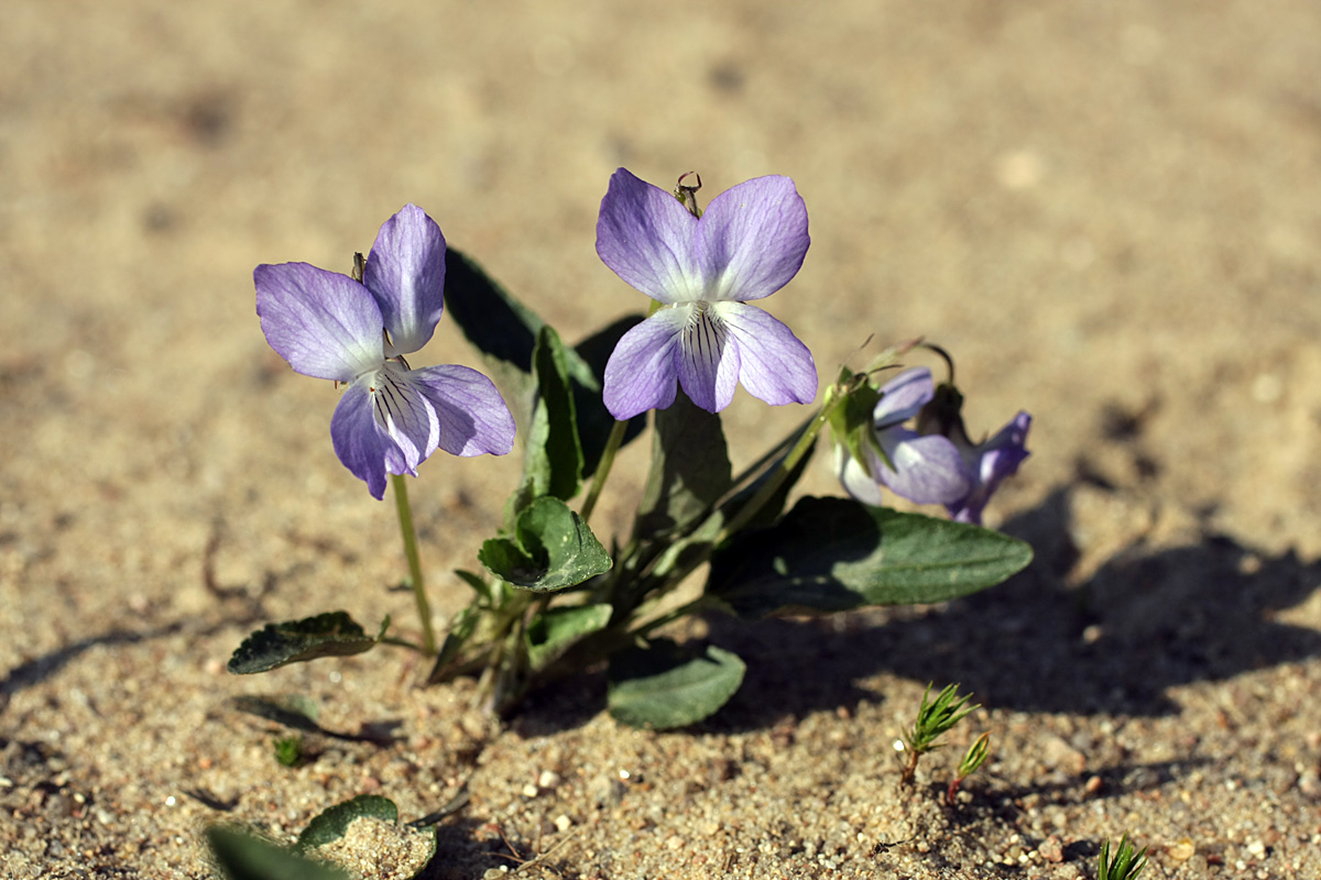 Image of Viola canina specimen.