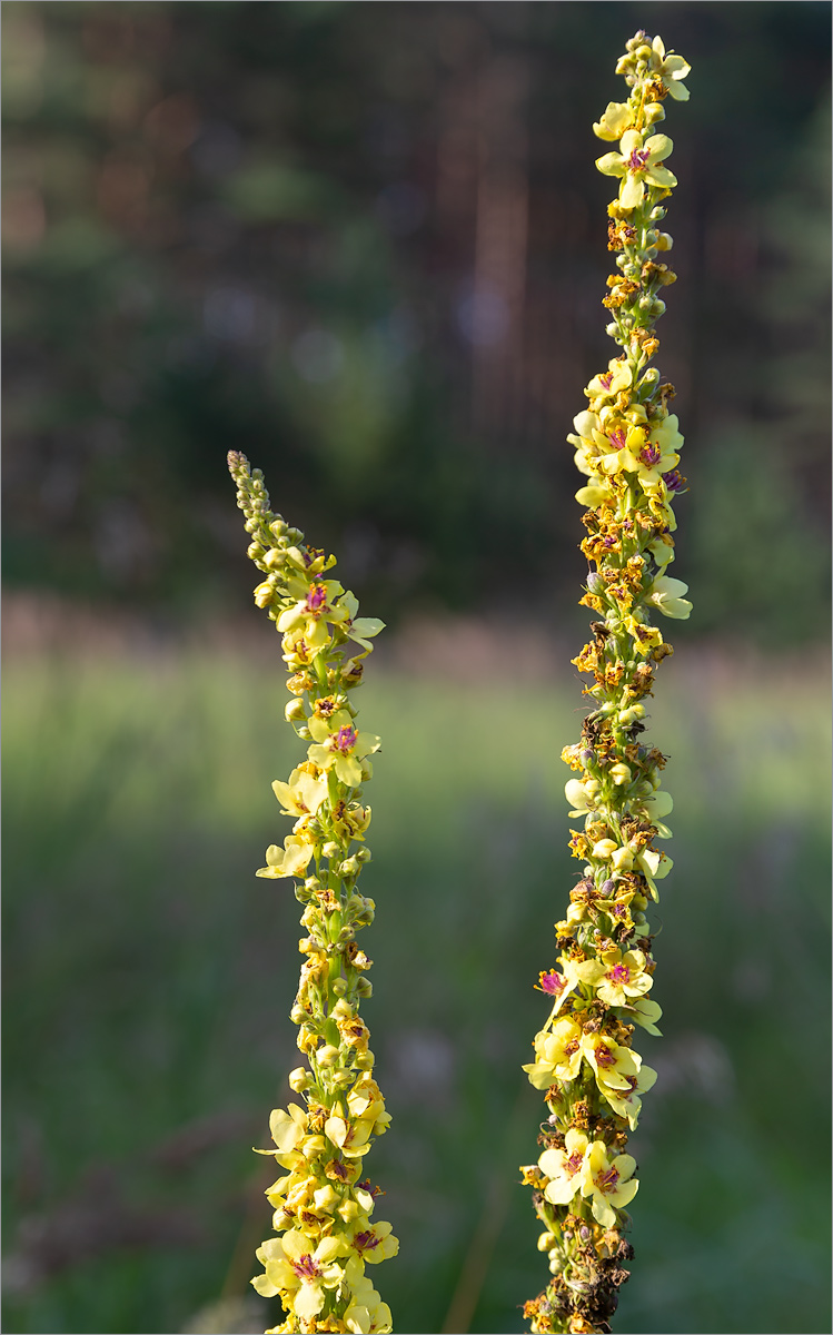 Изображение особи Verbascum nigrum.