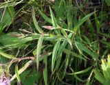 Dianthus superbus. Верхушки побегов с бутонами. Сахалинская обл., Невельский р-н, склон, около тропы к водопаду Салют. 14.08.2019.