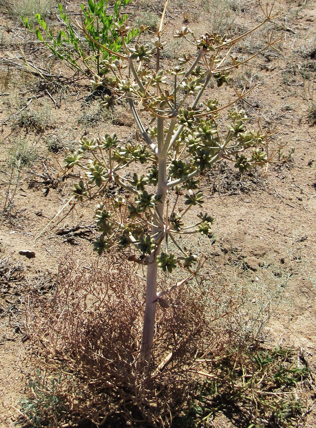Image of Ferula karelinii specimen.