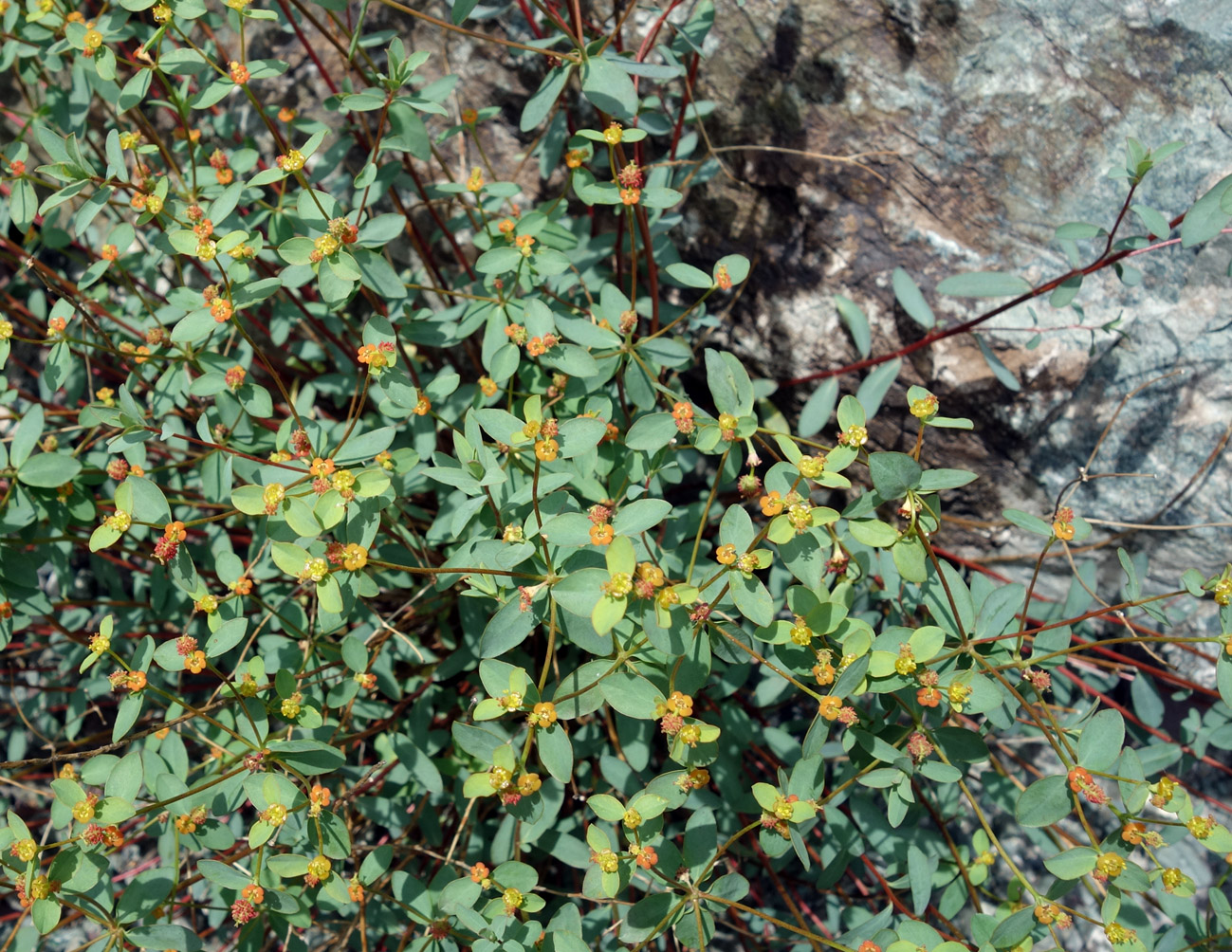 Изображение особи Euphorbia pachyrrhiza.