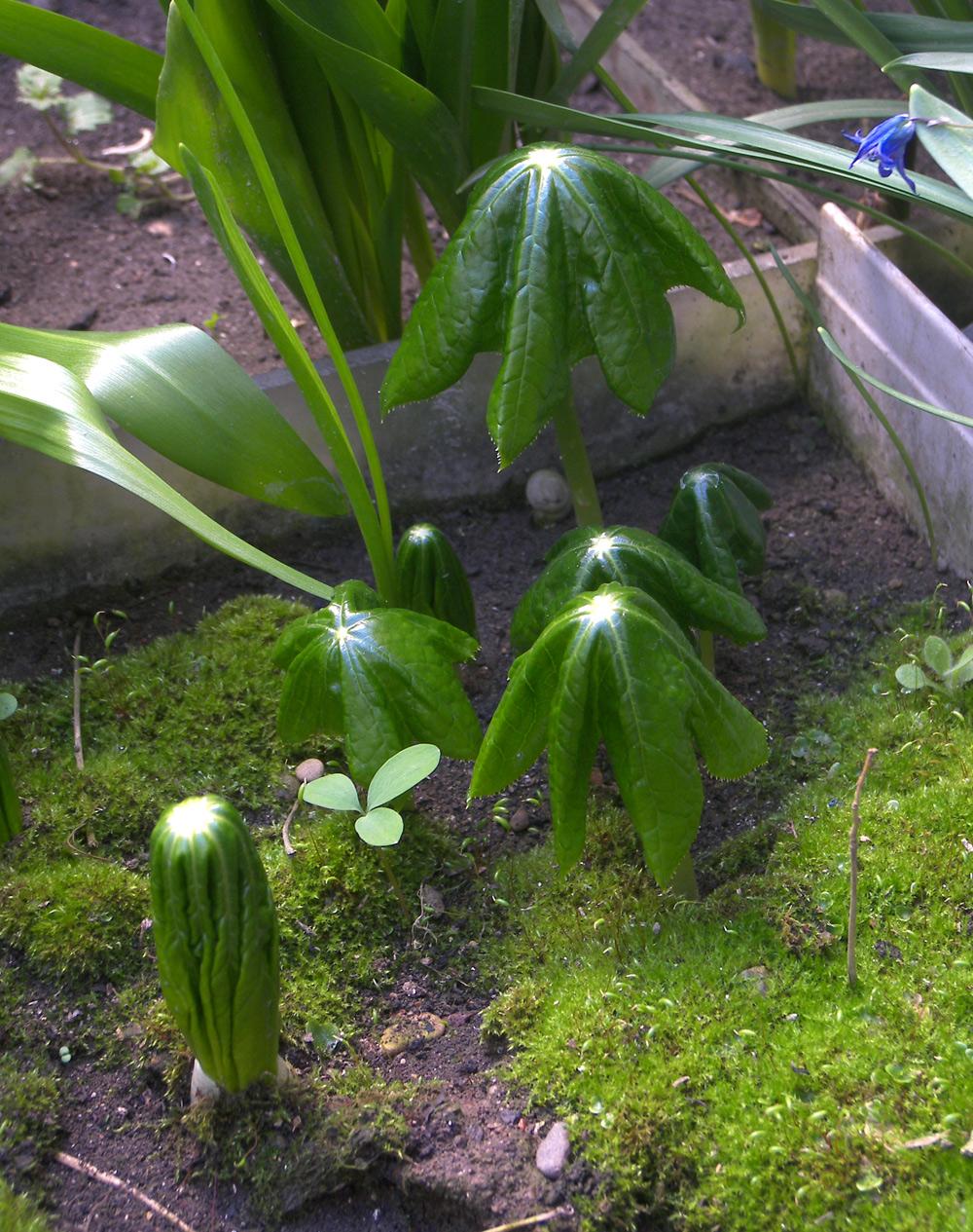 Image of Dysosma pleiantha specimen.